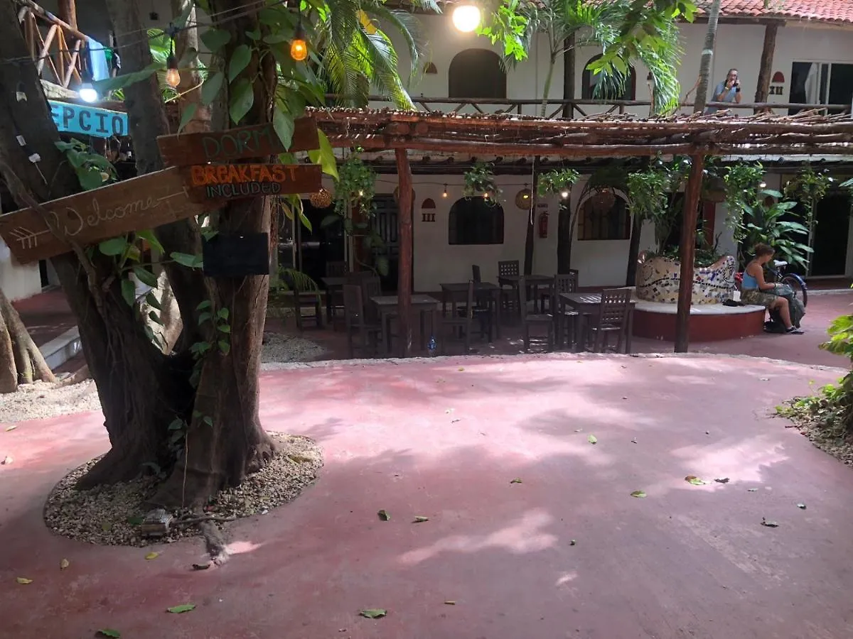 Hostal Mx 5Th Avenue Ostello Playa del Carmen Messico